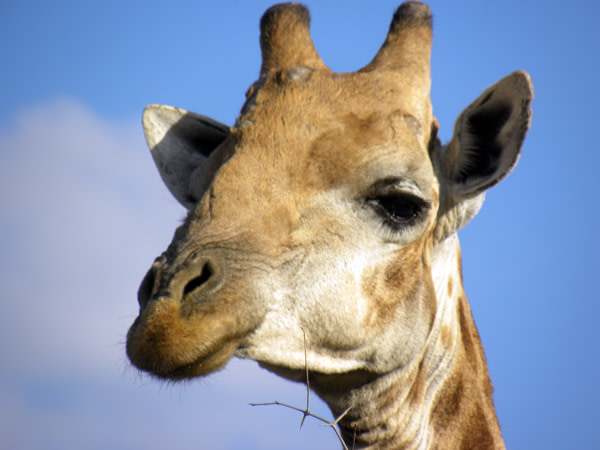 Giraffe1.jpg