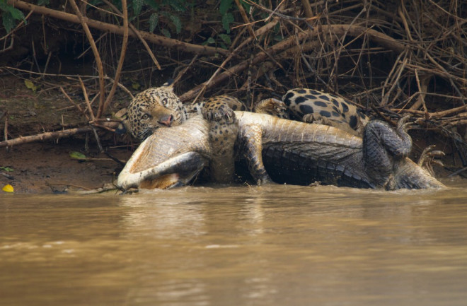Jaguar Croc Fight - National Geographic