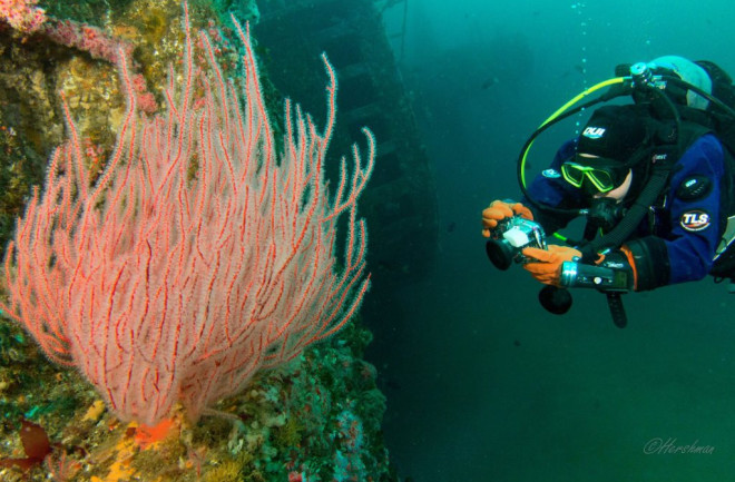 Barbara Lloyd Scuba Diver Sea Fan - David Hershman