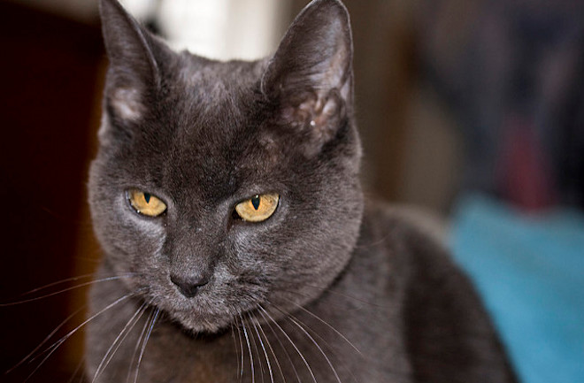 Yes Cats Really Do Have Facial Expressions Discover Magazine Yes Cats Really Do Have Facial Expressions Discover Magazine