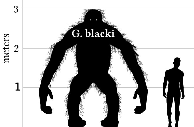 Gigantopithecus comparison