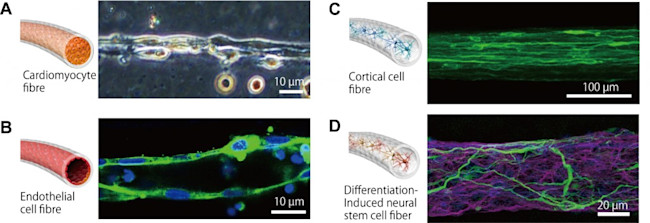 Cell-Types1-1024x352.jpg
