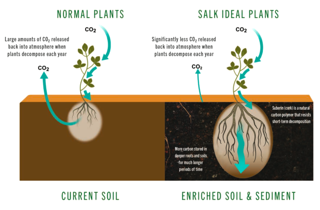 Plants absorb CO2 as they grow, then release it as they decompose. Engineered "ideal" plants would store carbon for many decades in deep roots. (Credit: Salk/HPI)