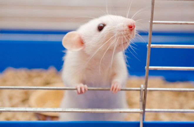 a white mouse in a cage 