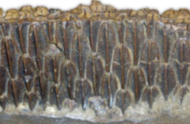 teeth-fossil.jpg