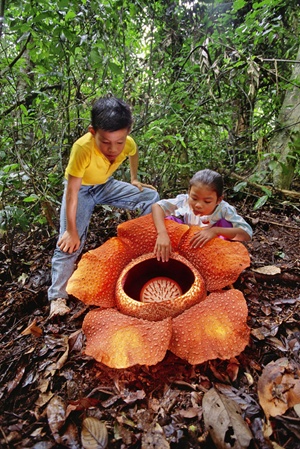 The Bizarre, Putrid Beauty of the Corpse Flower | Discover Magazine