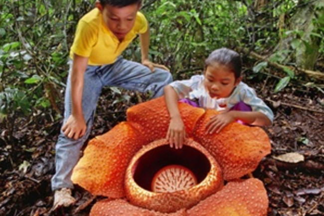 The Bizarre, Putrid Beauty of the Corpse Flower | Discover Magazine