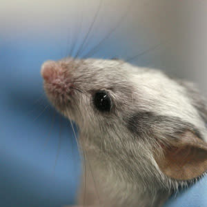 mouseface.jpg