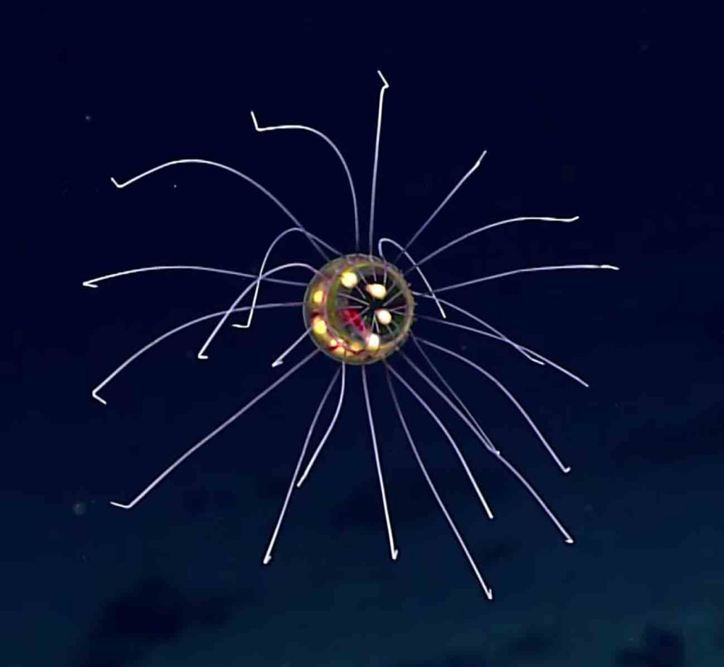 NOAA Spots Yet Another Bizarre, DeepSea Dweller Discover Magazine