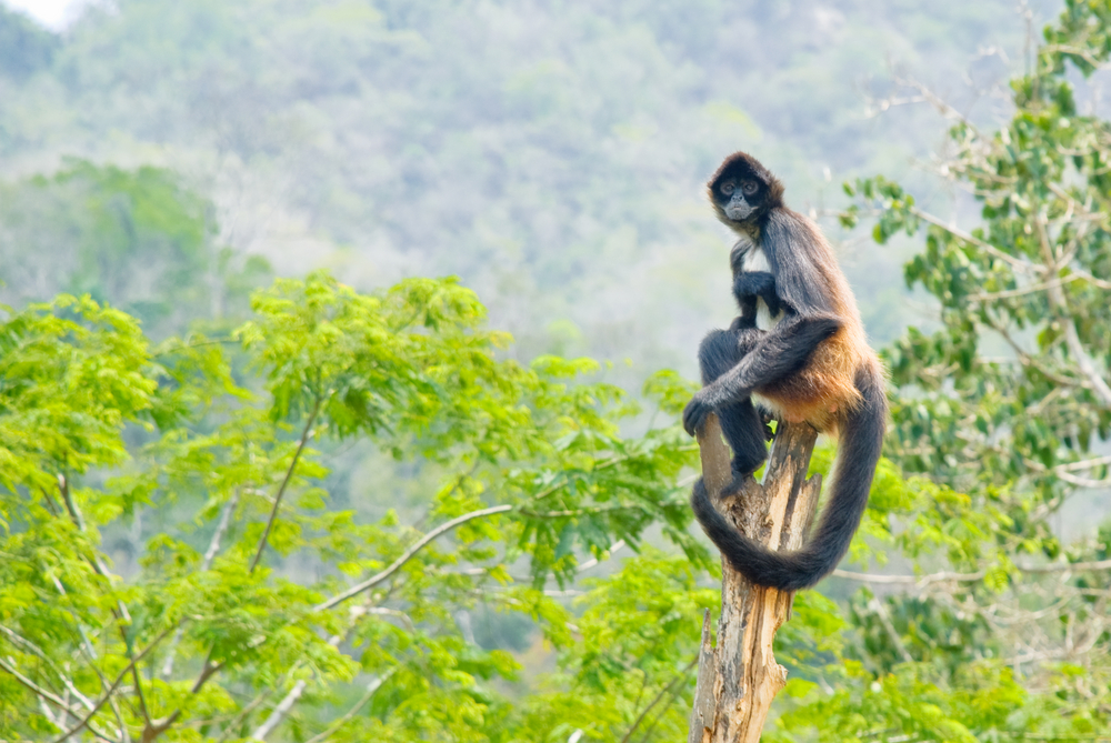 What Makes a Spider Monkey So Unique, and Why They Are Endangered
