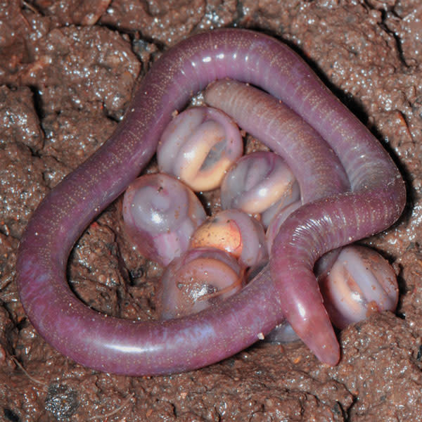 These "Worms" are Actually a New Family of Amphibians | Discover Magazine