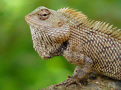 lizard.jpg