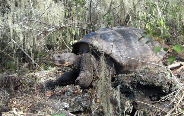 Giant_tortoise2.jpg
