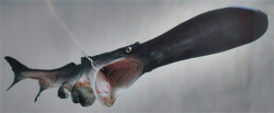 paddlefish%20agape.jpg