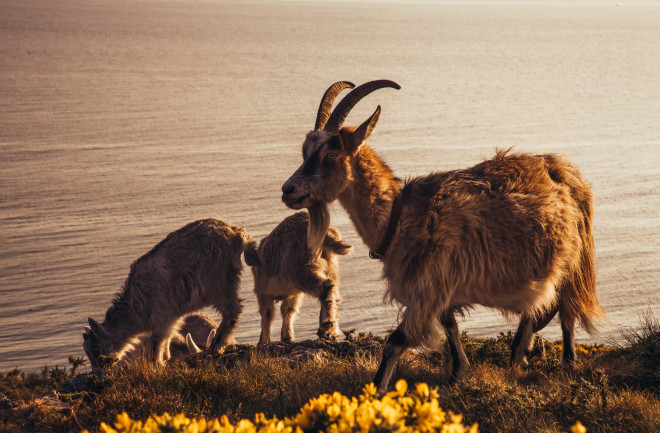 Firefighting goats