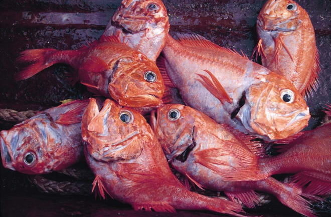 Orange Roughy - New Zealand National Institute of Water and Atmospheric Research