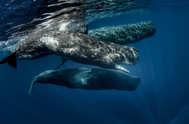 Pod of sperm whales swimming off the coast of Sao Miguel Island in the Azores Archipelago