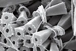 plankton-cocco-bundles.jpg