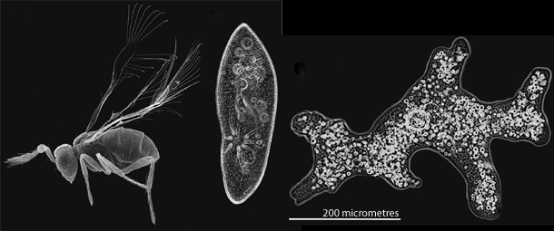 How tiny wasps cope with being smaller than amoebas | Discover 