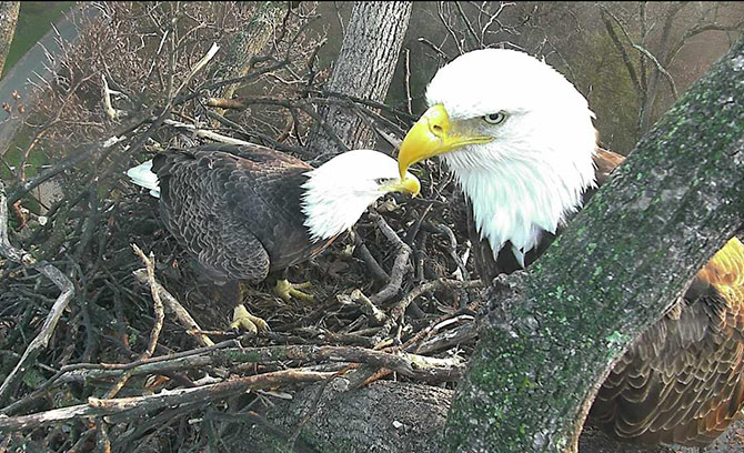 Watch Live: Baby Bald Eagles Are Hatching in Washington, D.C