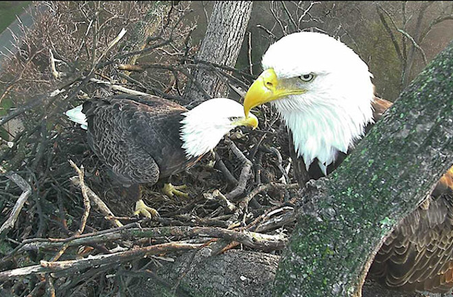 Watch Live Baby Bald Eagles Are Hatching In Washington D C Discover Magazine Watch Live Baby Bald Eagles Are Hatching In Washington D C Discover Magazine