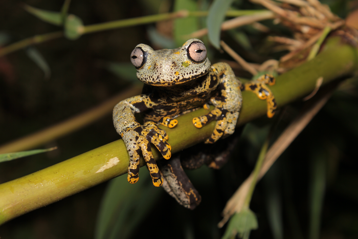 New Species of Frog Named After the Hobbit Author, J.R.R. Tolkien