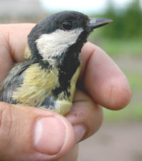 greattit.jpg