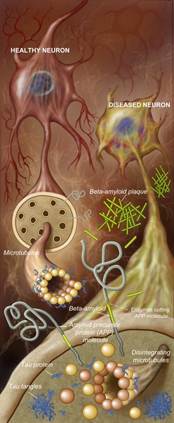 neurons-diagram2