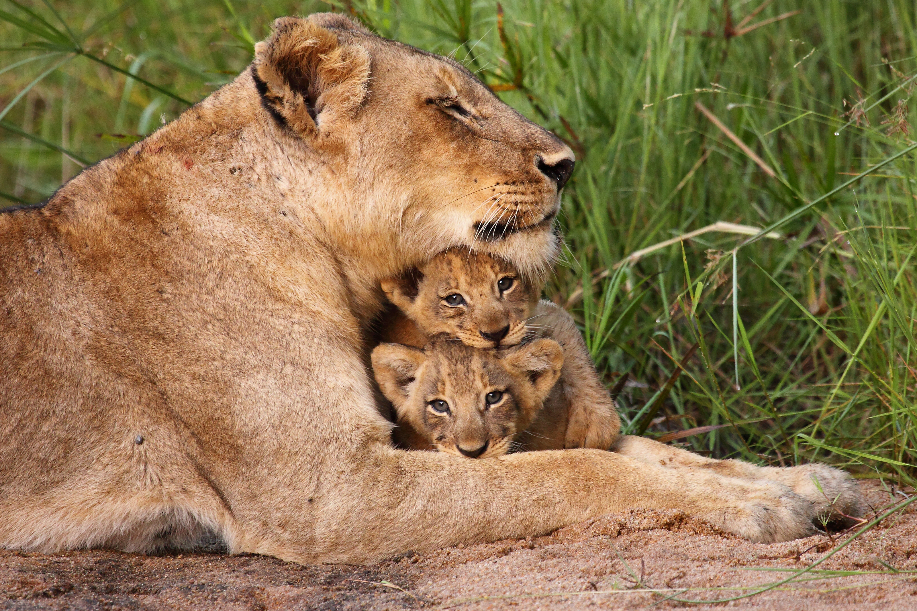 Cubs, Goslings, Shark Pups and Other Odd Terms for Baby Animals | Discover  Magazine