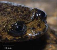 Flat_headed_frog2.jpg