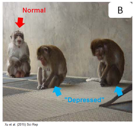 depressed_monkeys.png