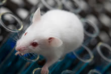 lab-mouse2.jpg