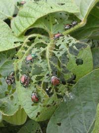 Beetlesonsoybeans.jpg
