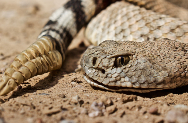 Closeup of rattlesnake head and tail