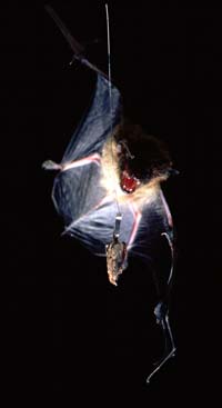Batcapture.jpg