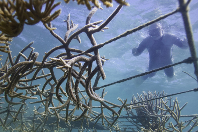 reef-step-3.jpg
