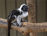 monkey.gif