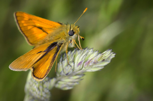 national moth week