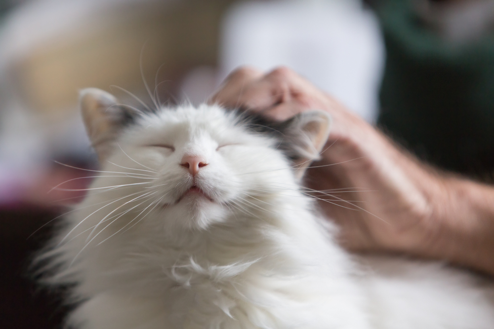 The Surprising Benefits of Emotional Support Animals