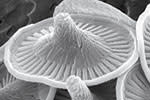 plankton-cocco-sombrero.jpg