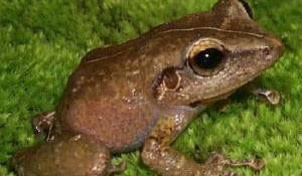 10-frog.jpg