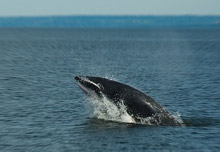 minke-whale.jpg