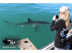 Channing Egeberg photographing a white shark Credit Support Our Sharks