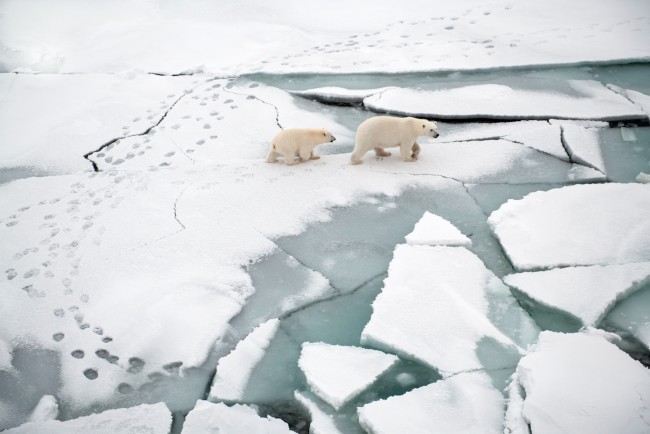 mosaic polar bears