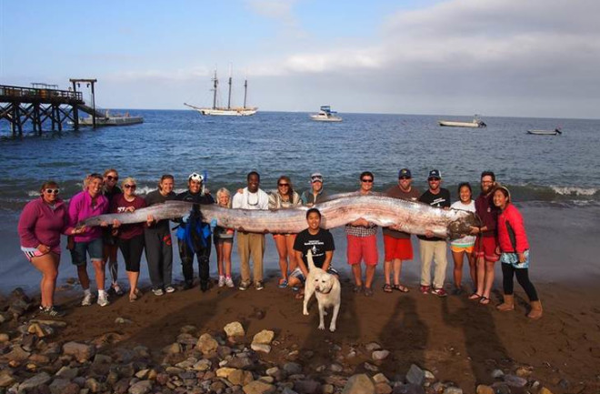 oarfish.jpg