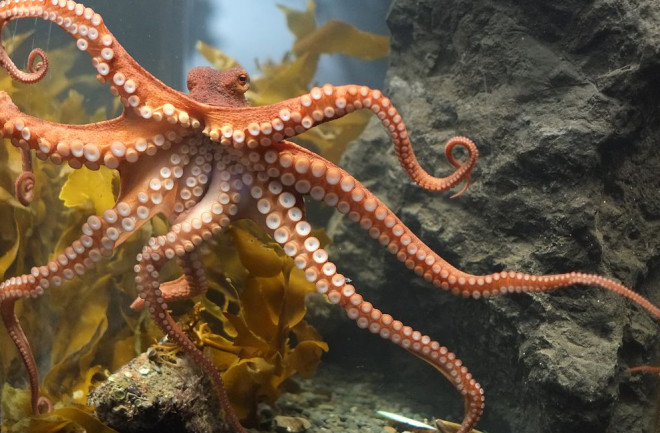 1024px-Octopus_at_Kelly_Tarltons.jpg