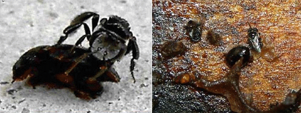 Mummifying-bees.gif