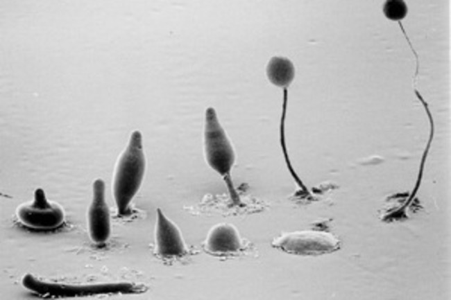 dictyostelium.jpg