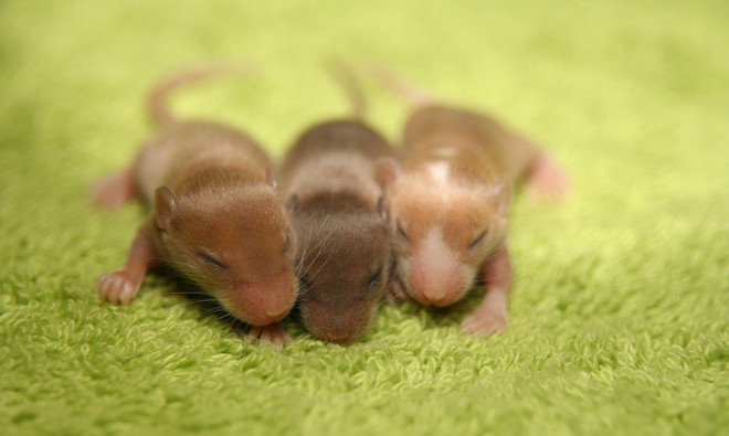 mouse babies huddle