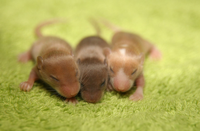 mouse babies huddle